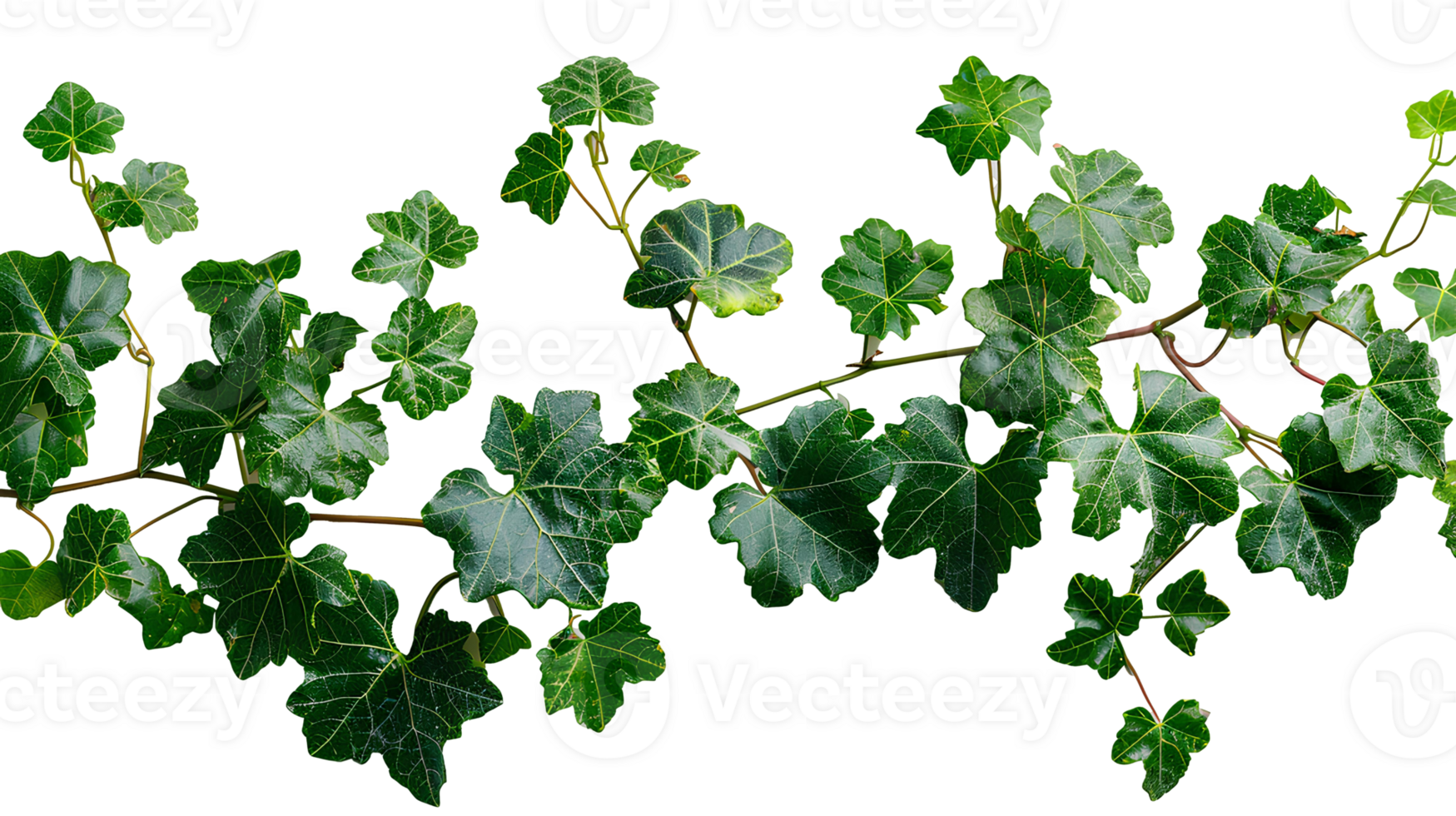 Grape ivy. Baltic ivy full of green leaves and thin branches top view. Persian ivy isolated. Lush green leaf on a branch png