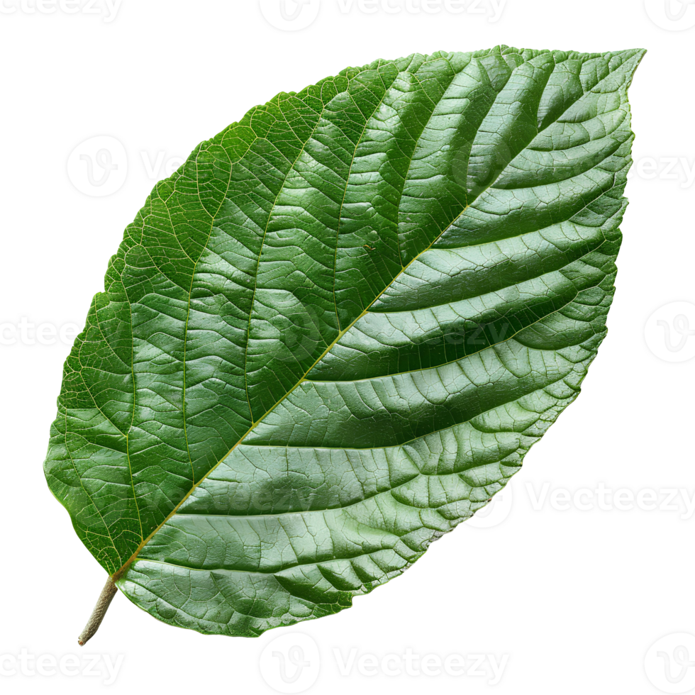 Guava leaf. Guava leaf from guava tree isolated. Green luscious guava leaf top view. Leaf foliage flat lay isolated png