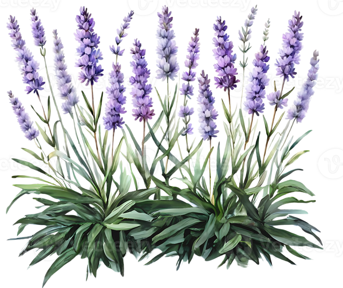 Natural beauty of lavender flowers on transparent background png