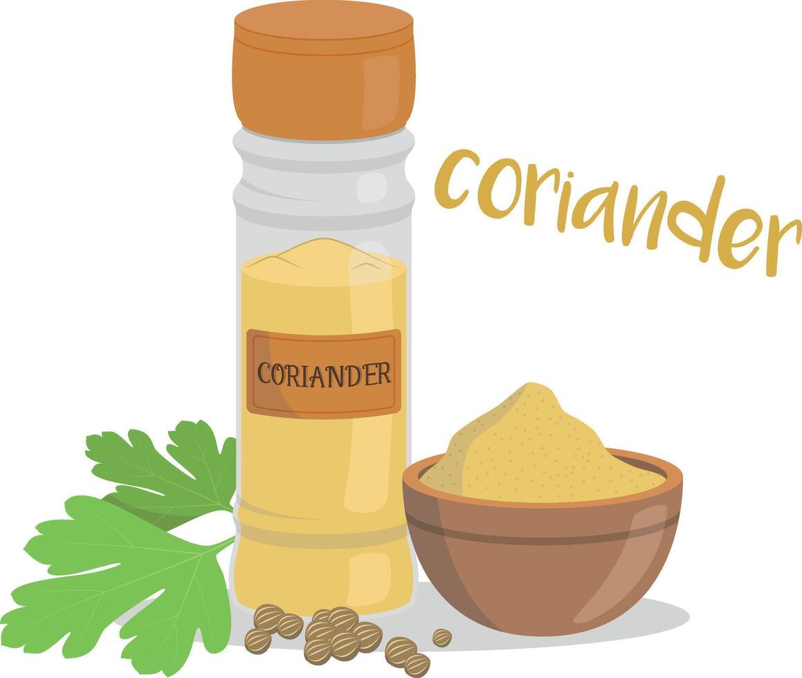 coriander illustration isolated in cartoon style. Herbs and Species Series vector