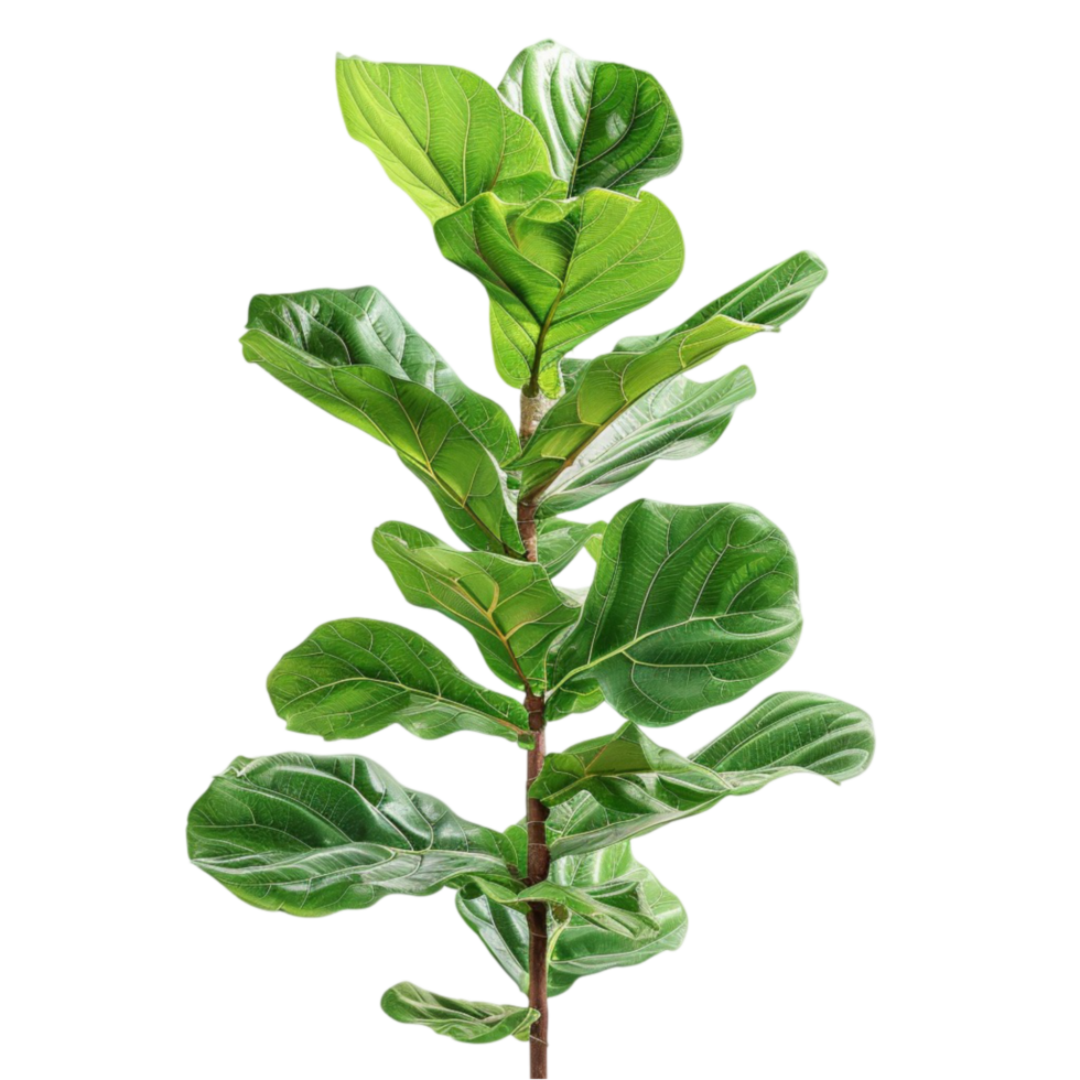 Generated AI Fiddle leaf plant on transparent background. png