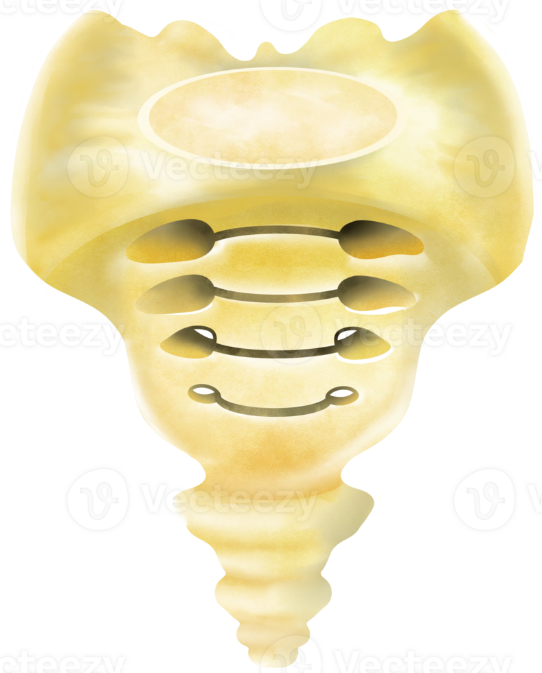 The structure of the sacral bone and coccyx from the front png
