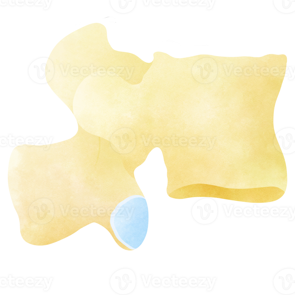 Lateral structure of the spine png