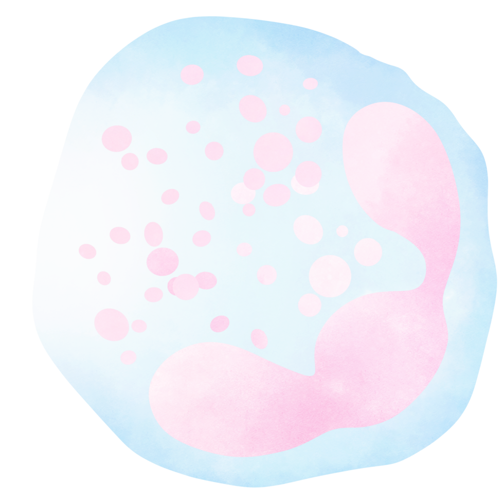 Neutrophils may be subdivided into segmented neutrophils png