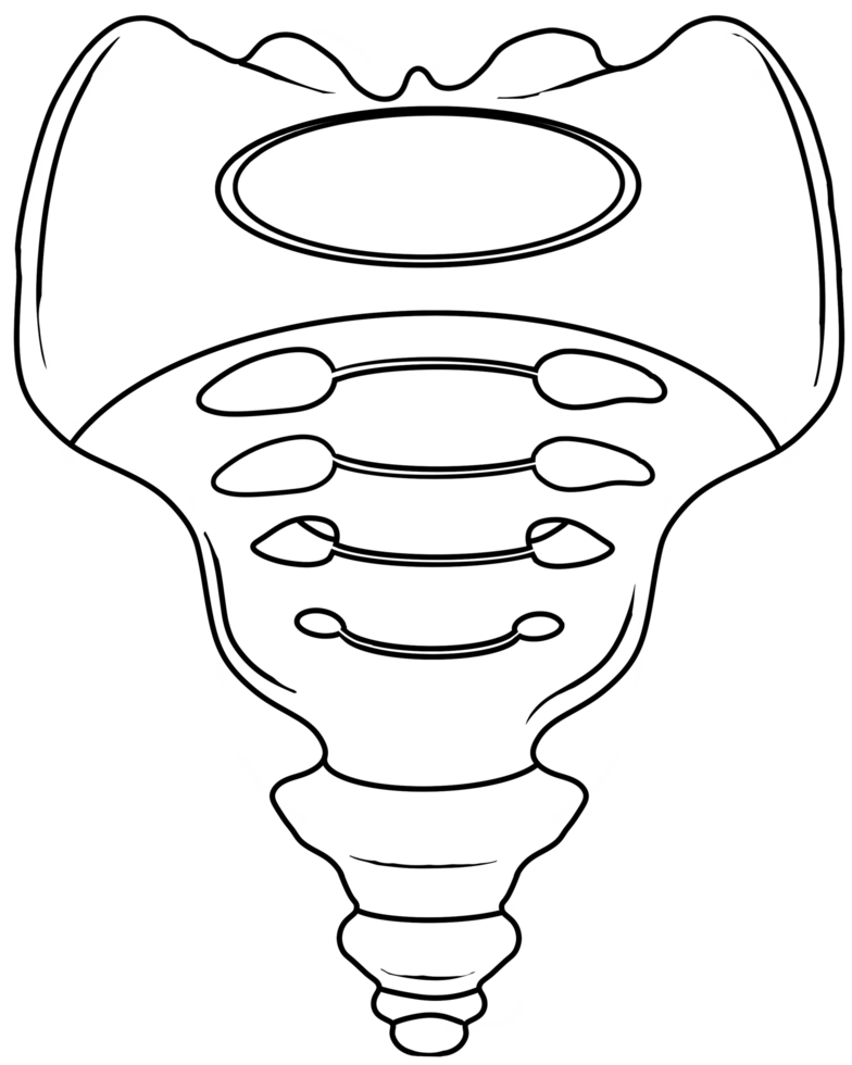 The sacrum is an irregularly shaped bone png