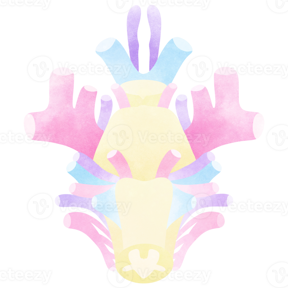 The cranial nerves are considered components of the peripheral nervous system png