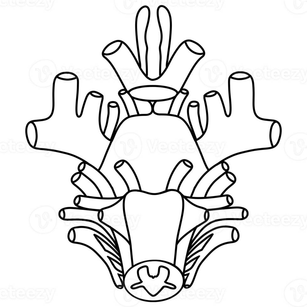 Cranial nerves are the nerves that emerge directly from the brain png