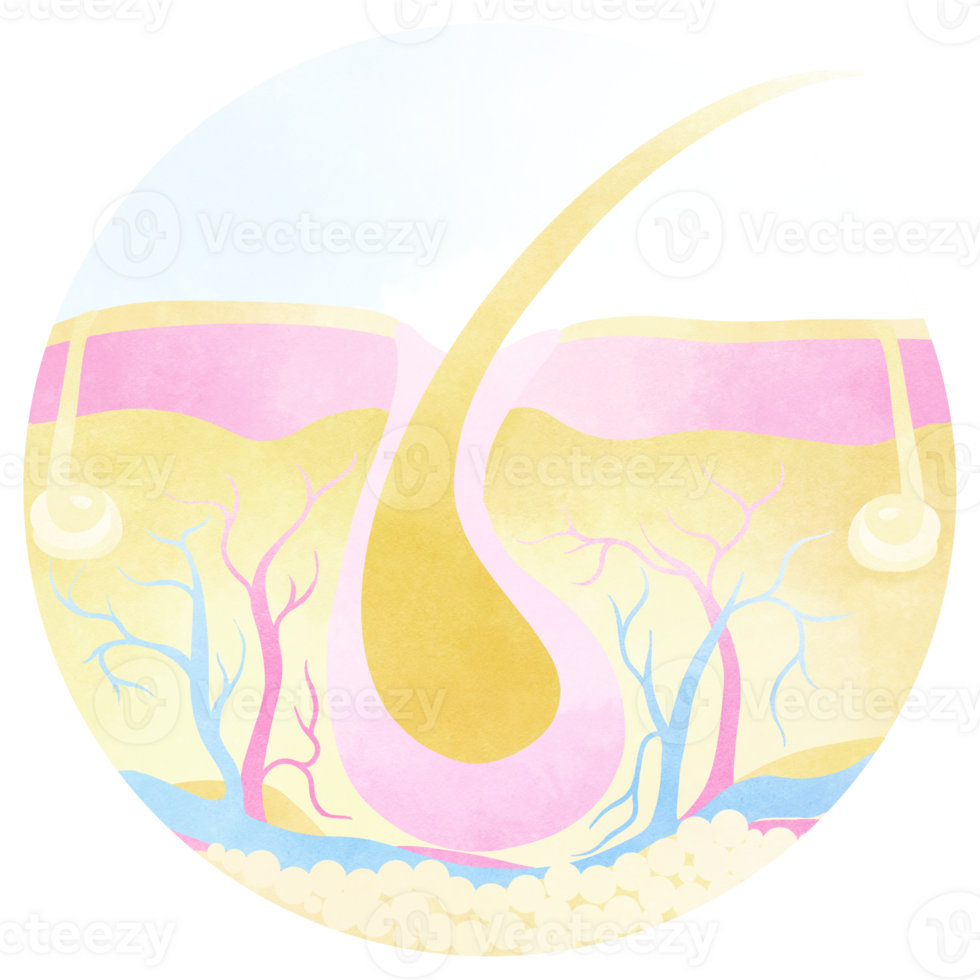 Anatomy of the Skin png