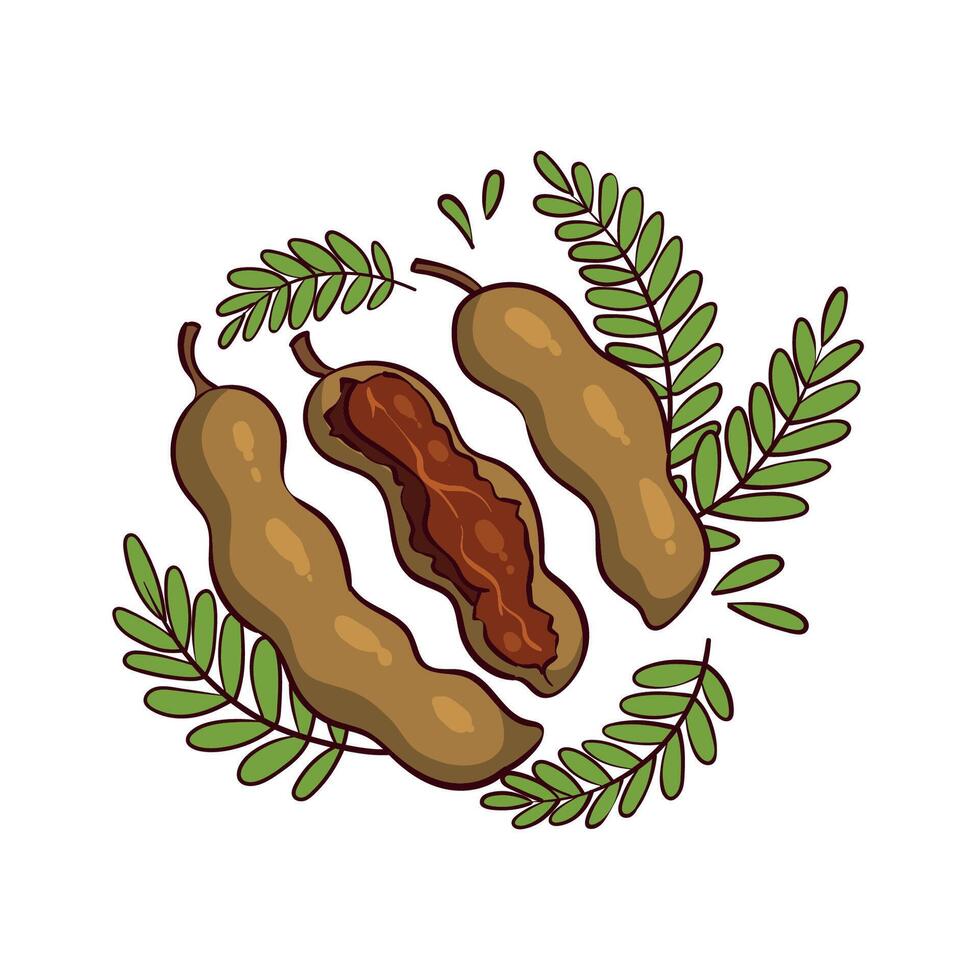 hand drawn tamarind illustration vector
