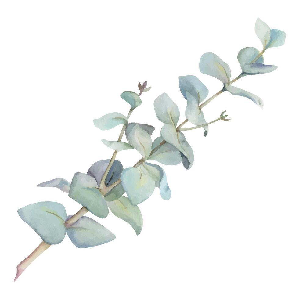Eucalyptus laurel gum tree branch twig leaves. Hand drawn watercolor botanical illustration. Single object isolated white background. Design wedding, love cards, florist shop, Christmas bouquet. vector