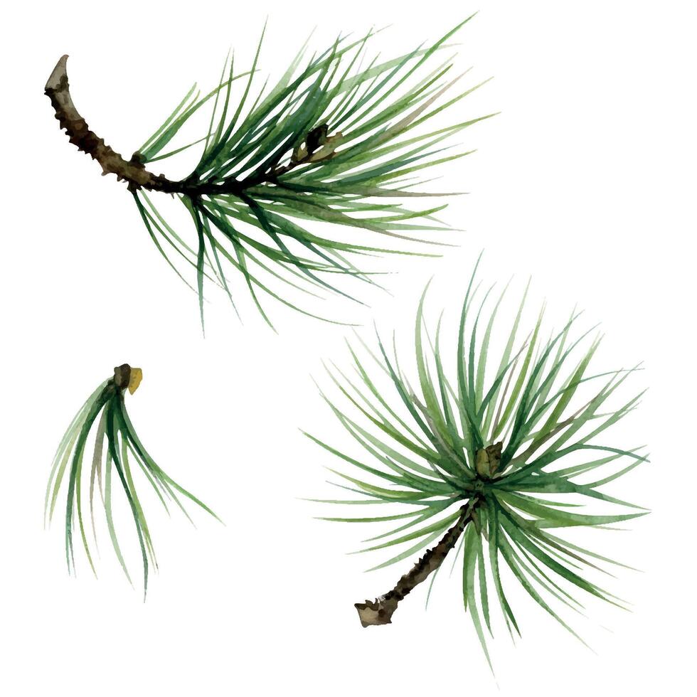 Fir pine tree spruce conifer branch with needles, cone. Hand drawn watercolor botanical illustration. Single object isolated white background. Design wedding, love cards, florist shop, bouquet. vector