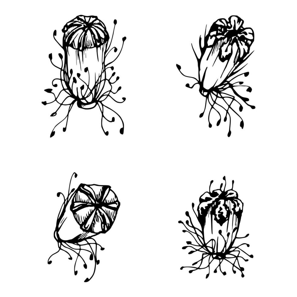 set of elements with hand drawn peony poppy seed pods, buds. Isolated on white background. Botanical graphic illustration. Design invitations, wedding, love greeting cards, paper print textile vector