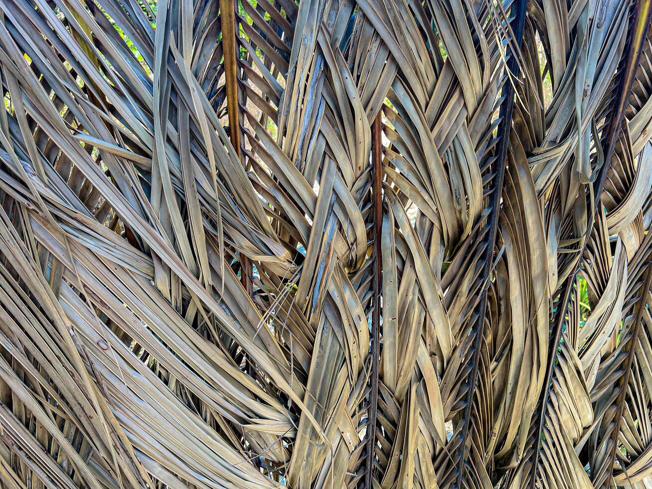 Fragment of Fence from Leaves photo