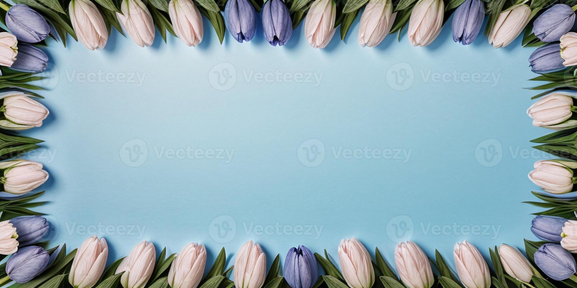 a frame of blue and white tulips photo