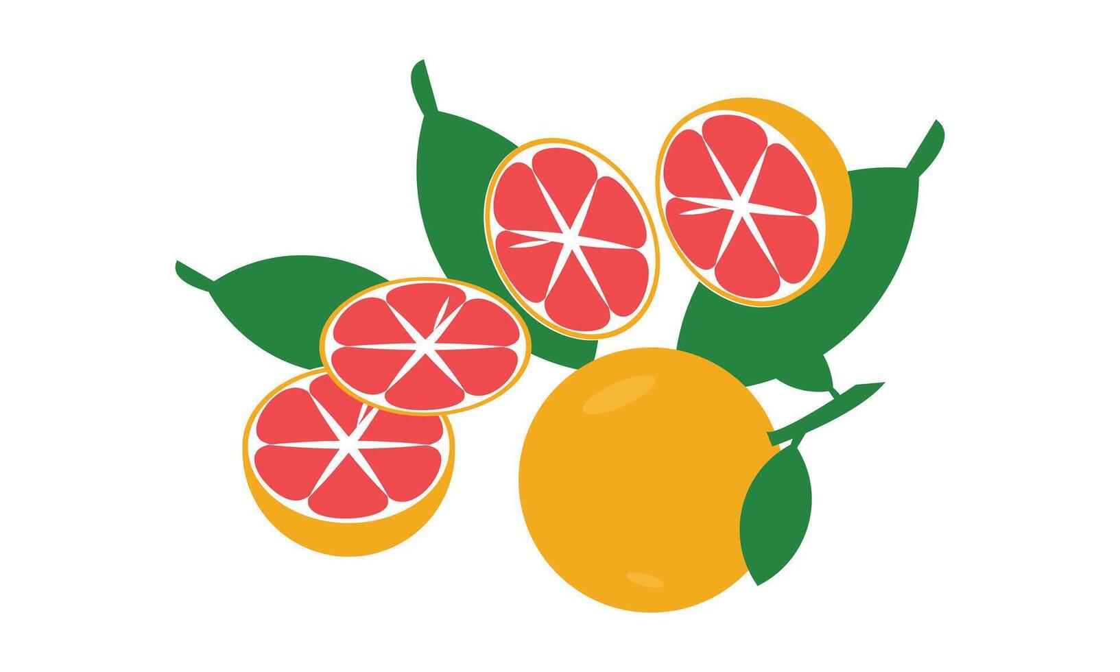 Grapefruit Illustration Design. vector