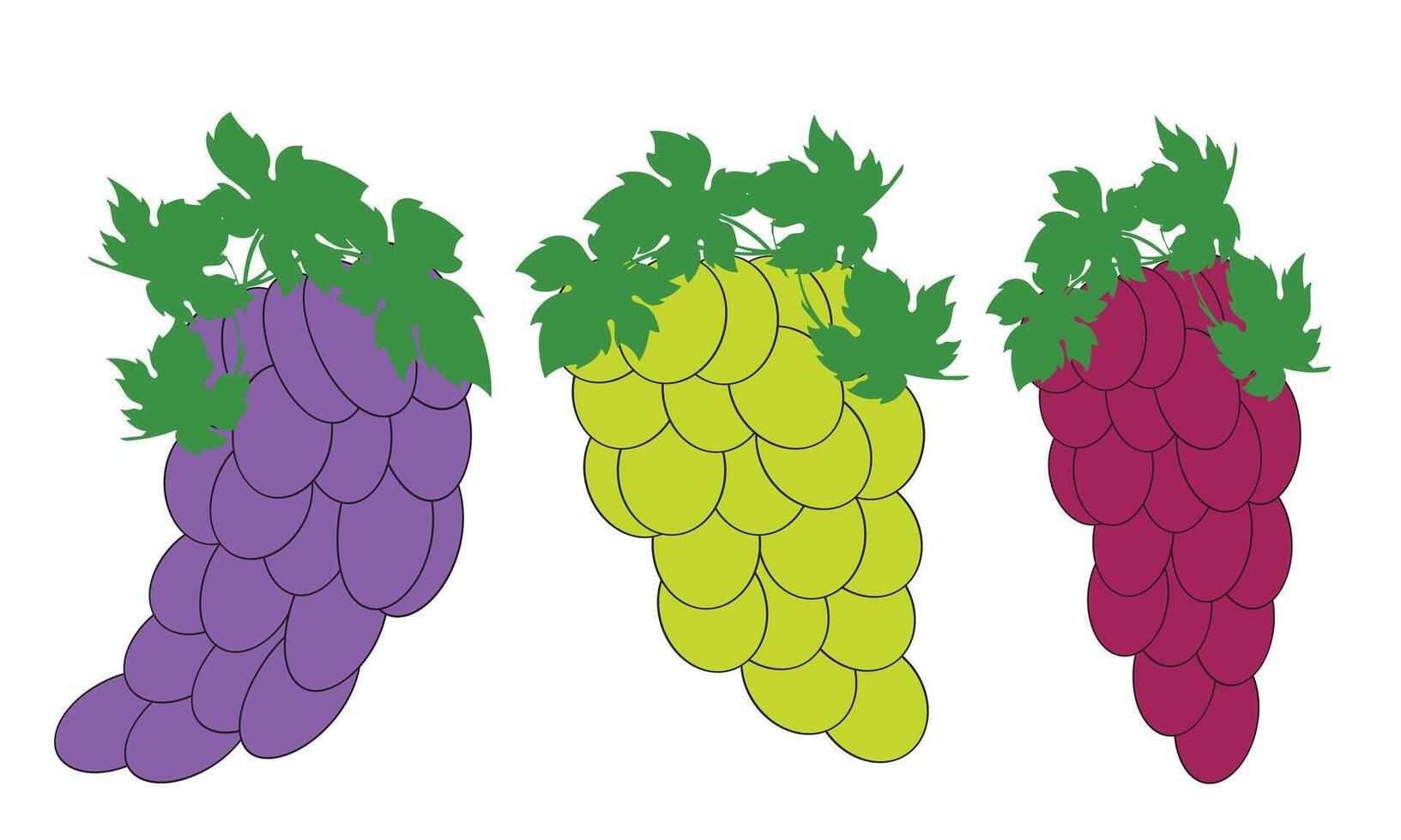 Grape Fruit Bundle. vector
