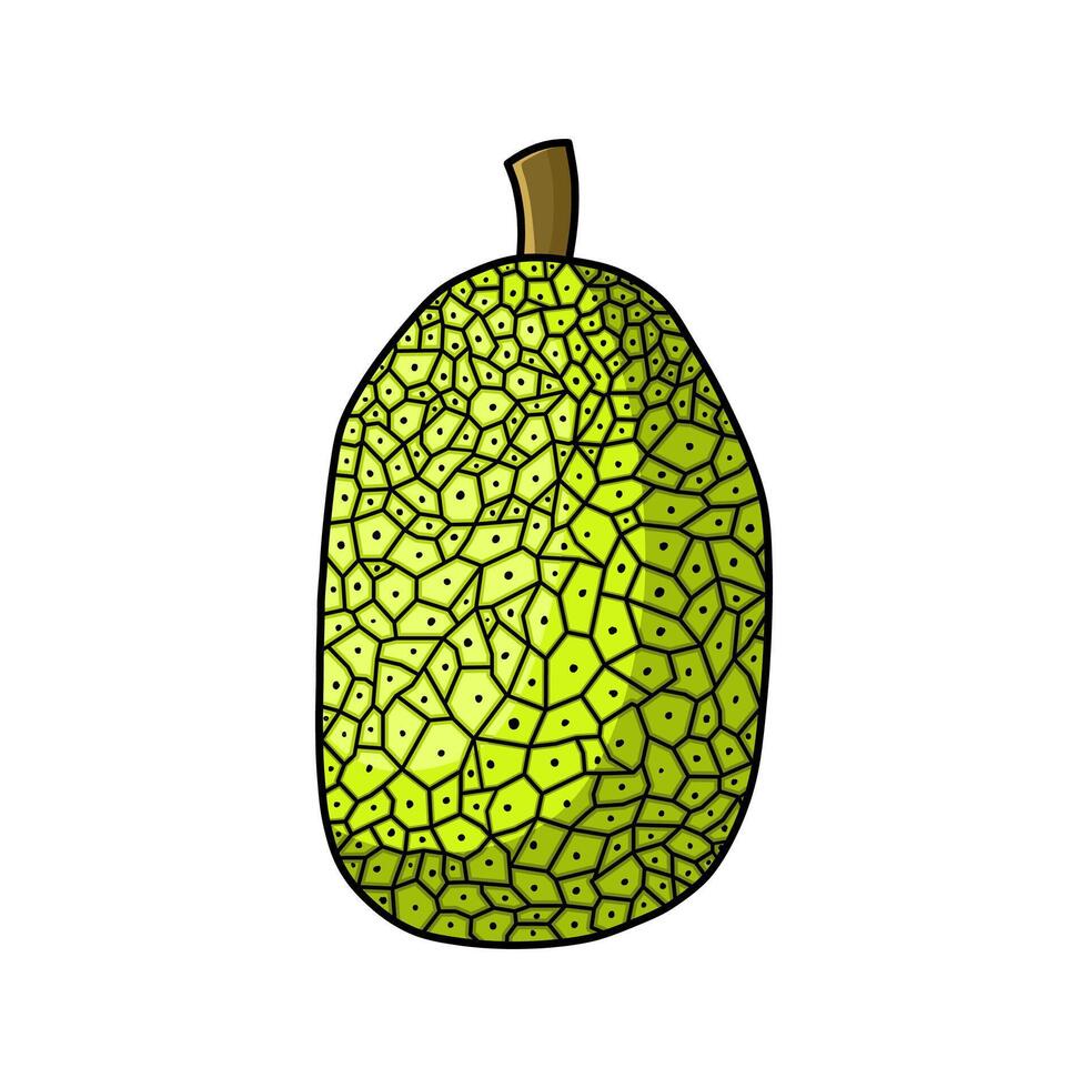 jack fruit illustration vector