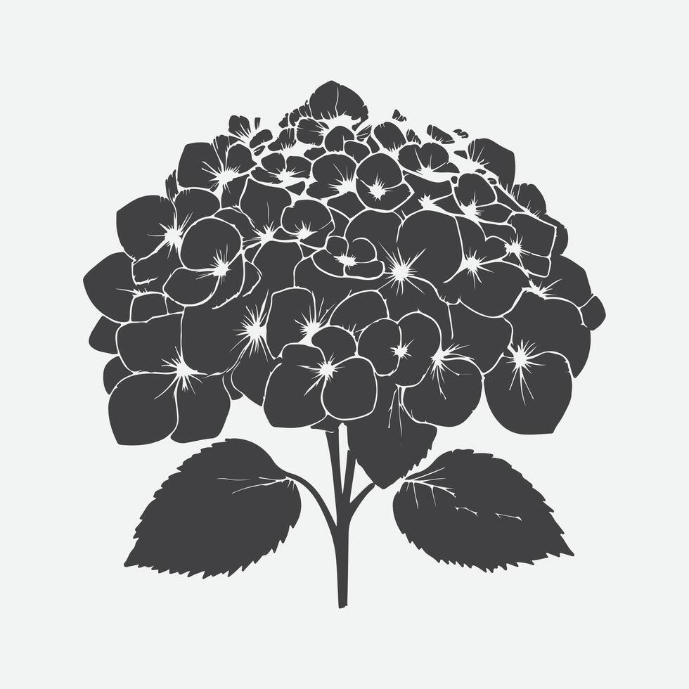 Enchanting Hydrangea Flower Silhouette, Capturing the Elegance of Nature's Blooms vector