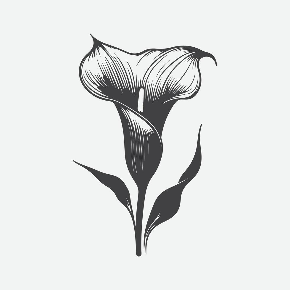 Print Ethereal Elegance, Majestic Silhouette of the Calla Lily Flower vector