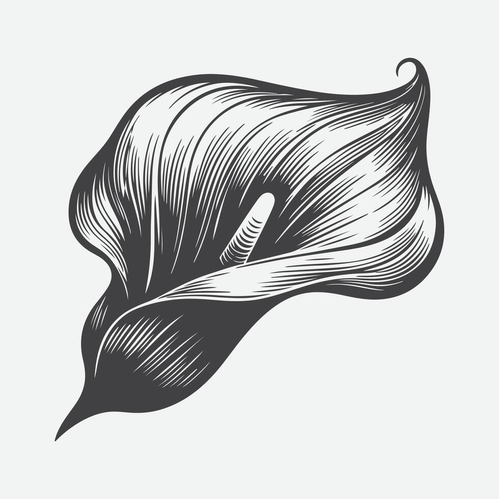 Print Ethereal Elegance, Majestic Silhouette of the Calla Lily Flower vector