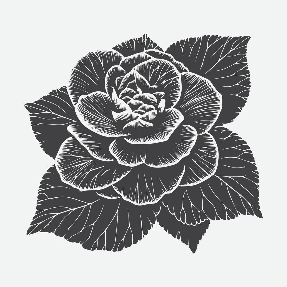 Elegant Begonia Flower Silhouette, A Captivating Display of Nature's Grace vector