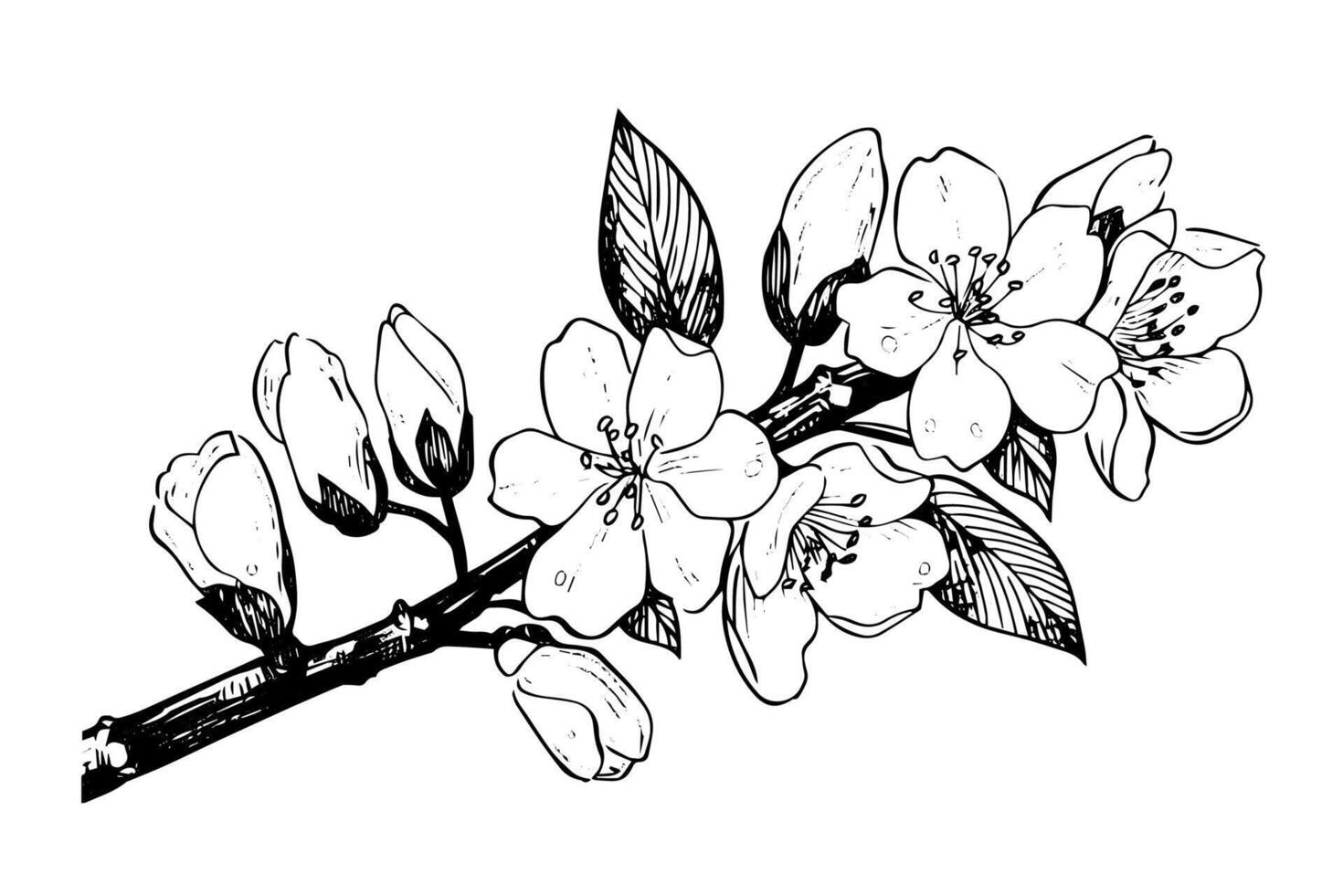 Sakura branch hand drawn ink sketch. Engraved style illustration. vector