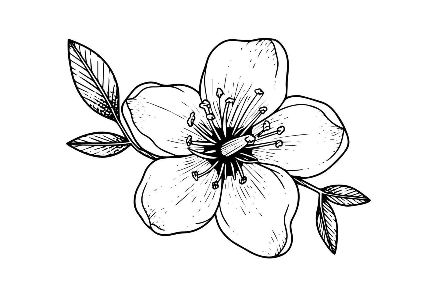 Cherry blossom hand drawn ink sketch. Sakura in engraving style illustration. vector