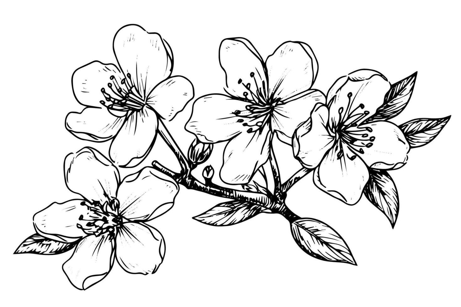 Sakura flower hand drawn ink sketch. Engraved style illustration. vector