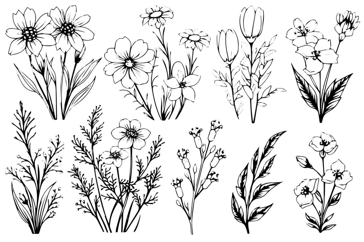 Hand drawn ink sketch of meadow wild flower set. Engraved style illustration. vector