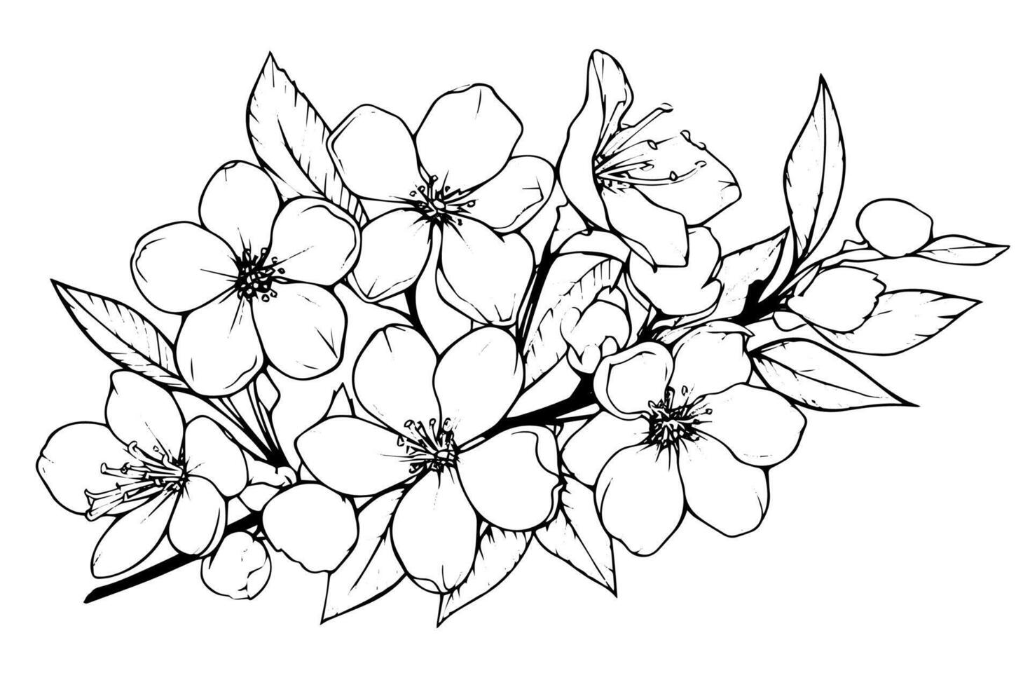 Sakura flower hand drawn ink sketch. Engraved style illustration. vector