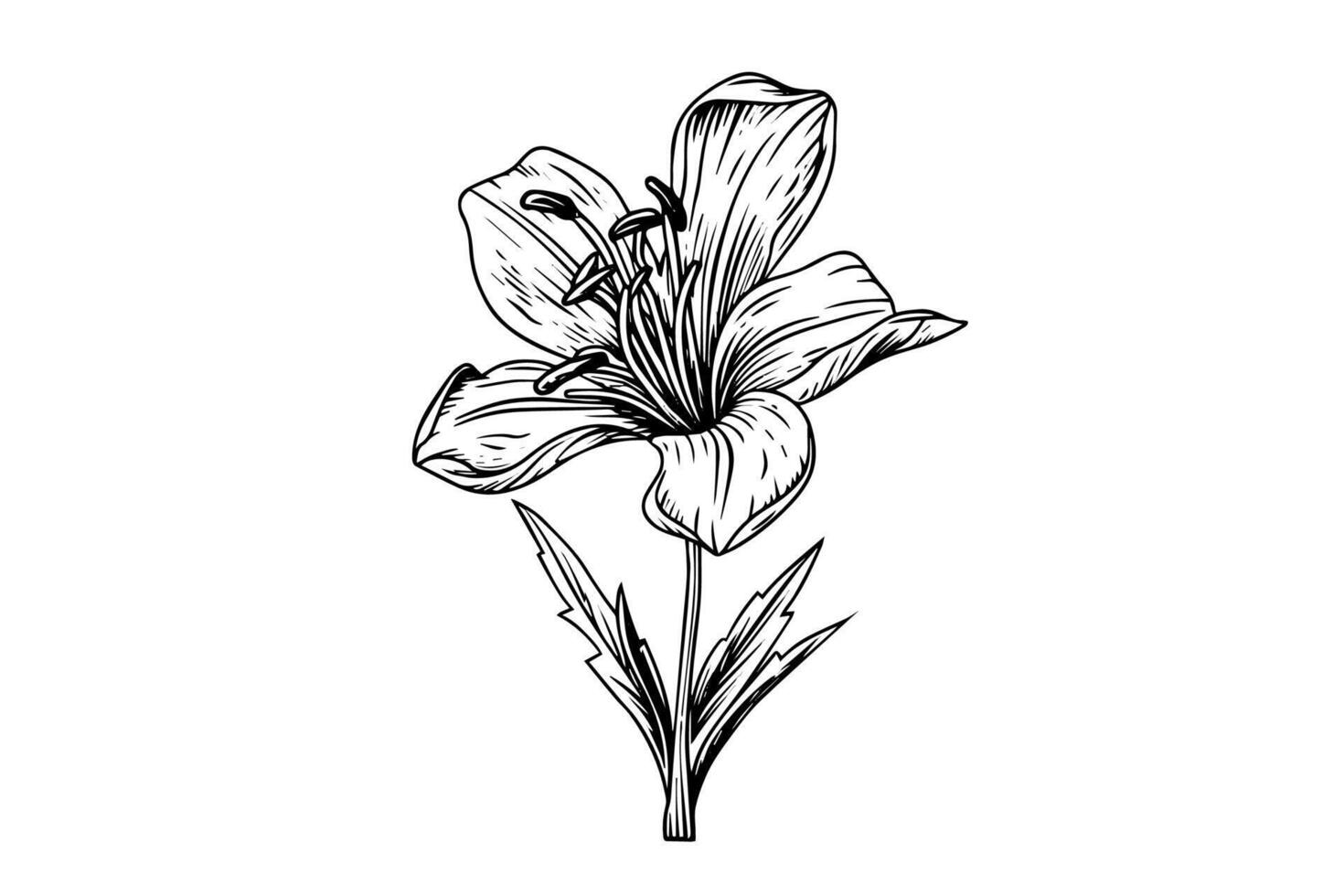 Saffron or crocus hand drawn ink sketch. Illustration in engraving vintage style. vector
