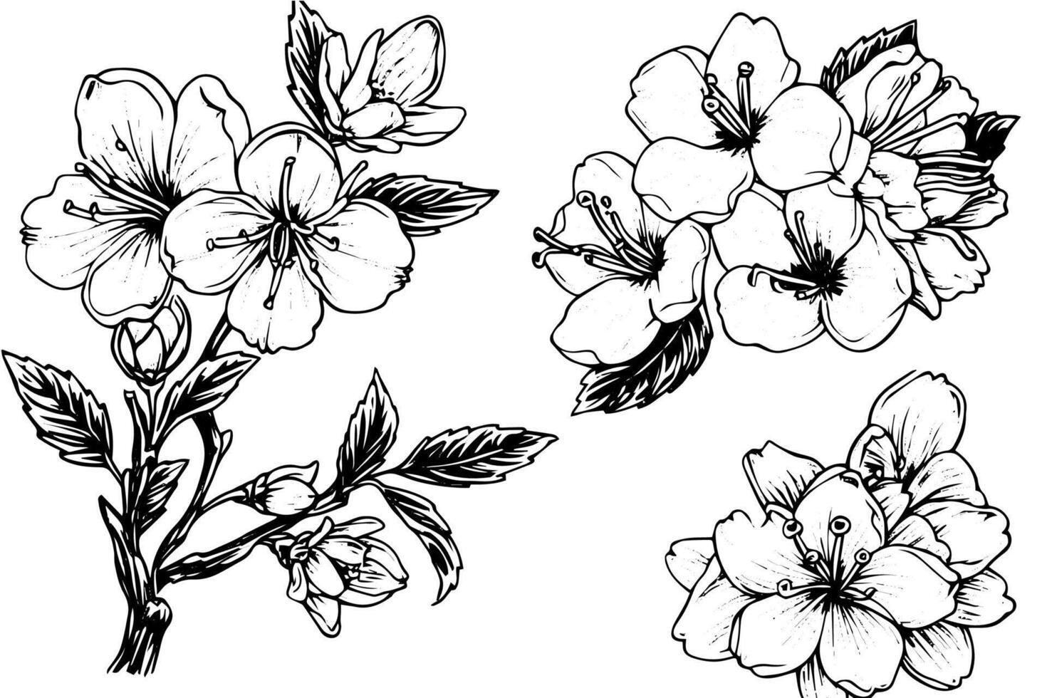 Sakura flower set hand drawn ink sketch. Engraved style illustration. vector
