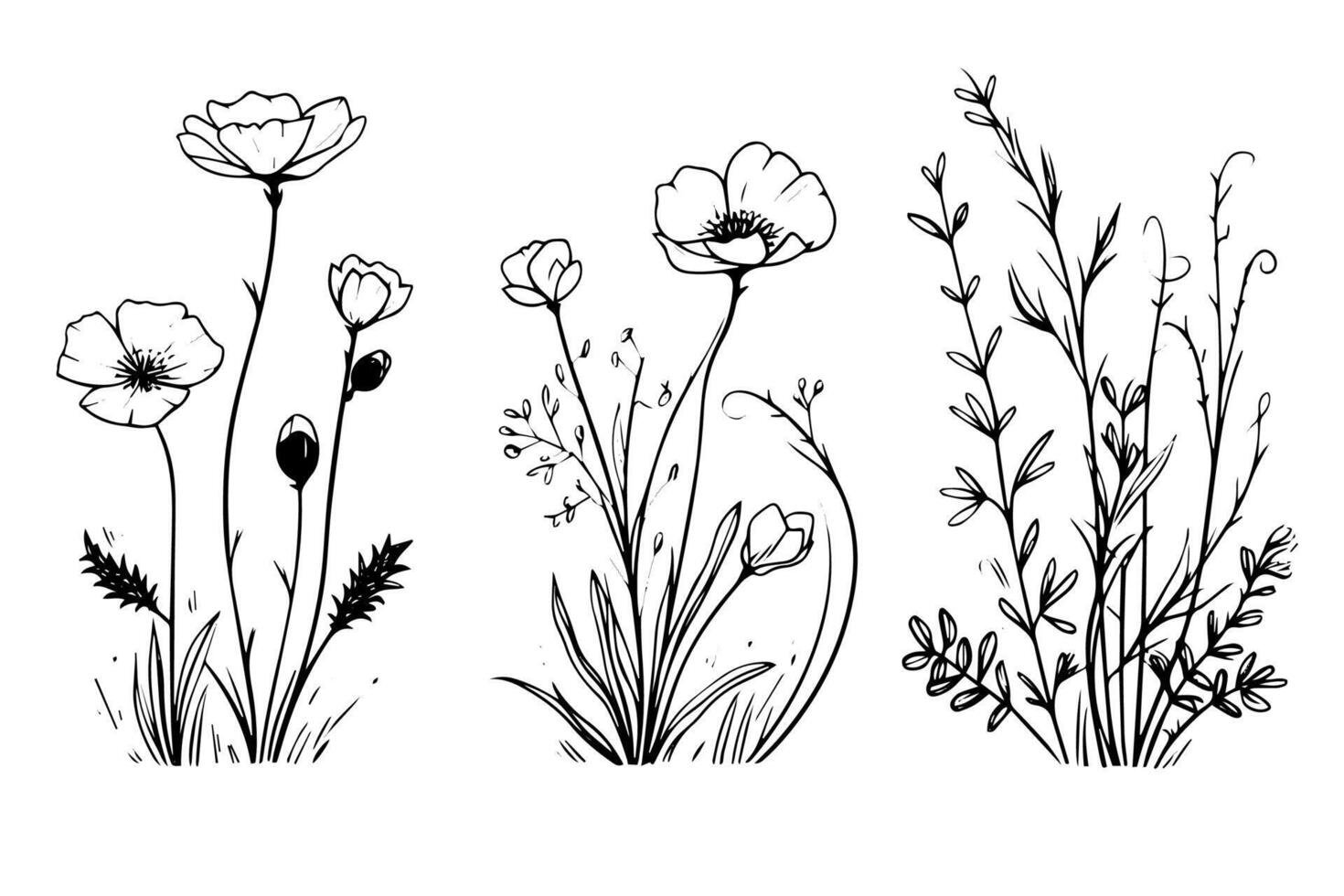 Hand drawn ink sketch of meadow wild flower set. Engraved style illustration. vector