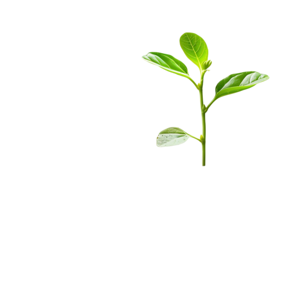 a plant with leaves on a transparent background AI-Generated png