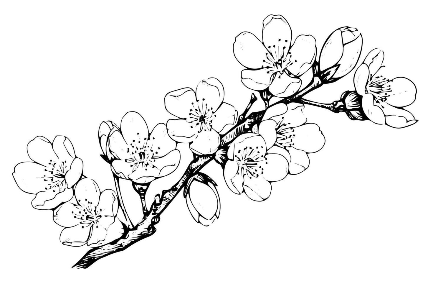 Cherry blossom hand drawn ink sketch. Sakura in engraving style illustration. vector
