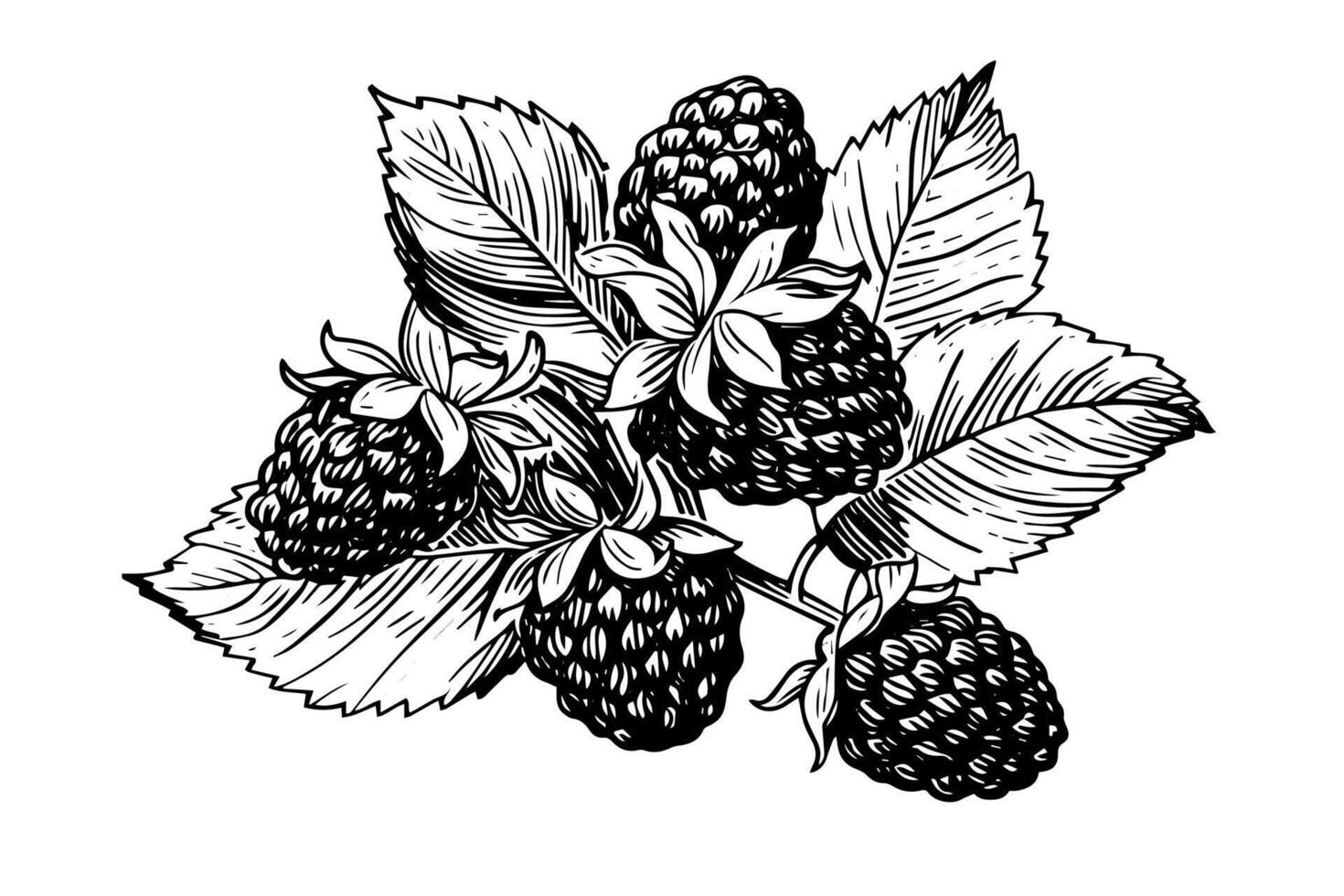 Blackberry or raspberry hand drawn ink sketch. Engraving vintage style illustration. vector