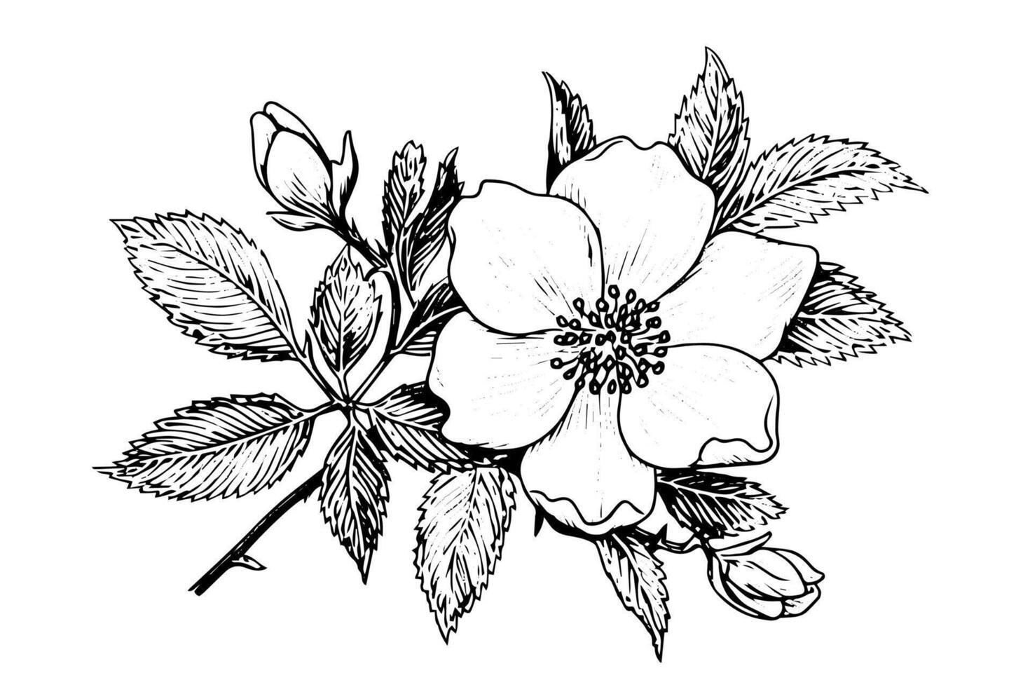 Rosa canina flower hand drawn ink sketch. Engraving style illustration. vector