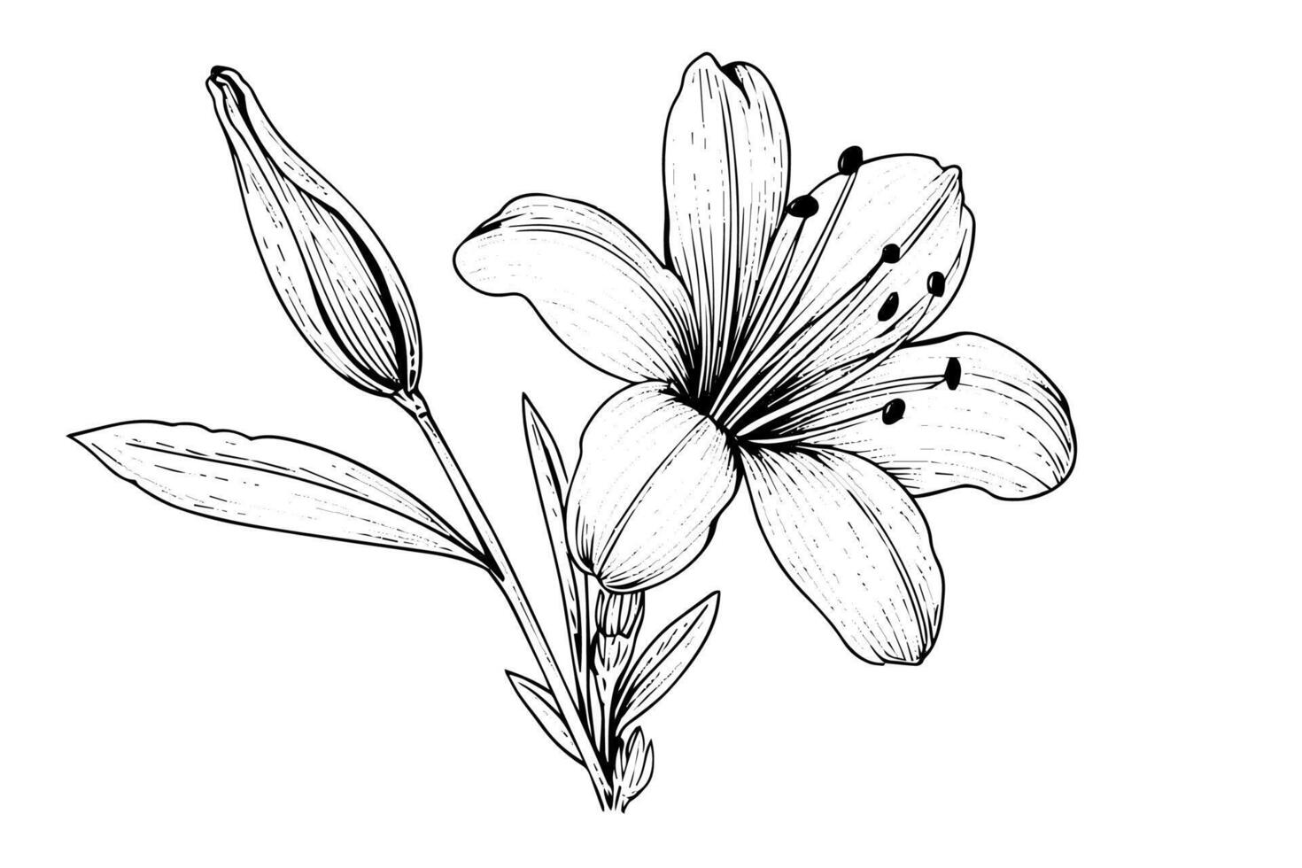 Saffron or crocus hand drawn ink sketch. Illustration in engraving vintage style. vector