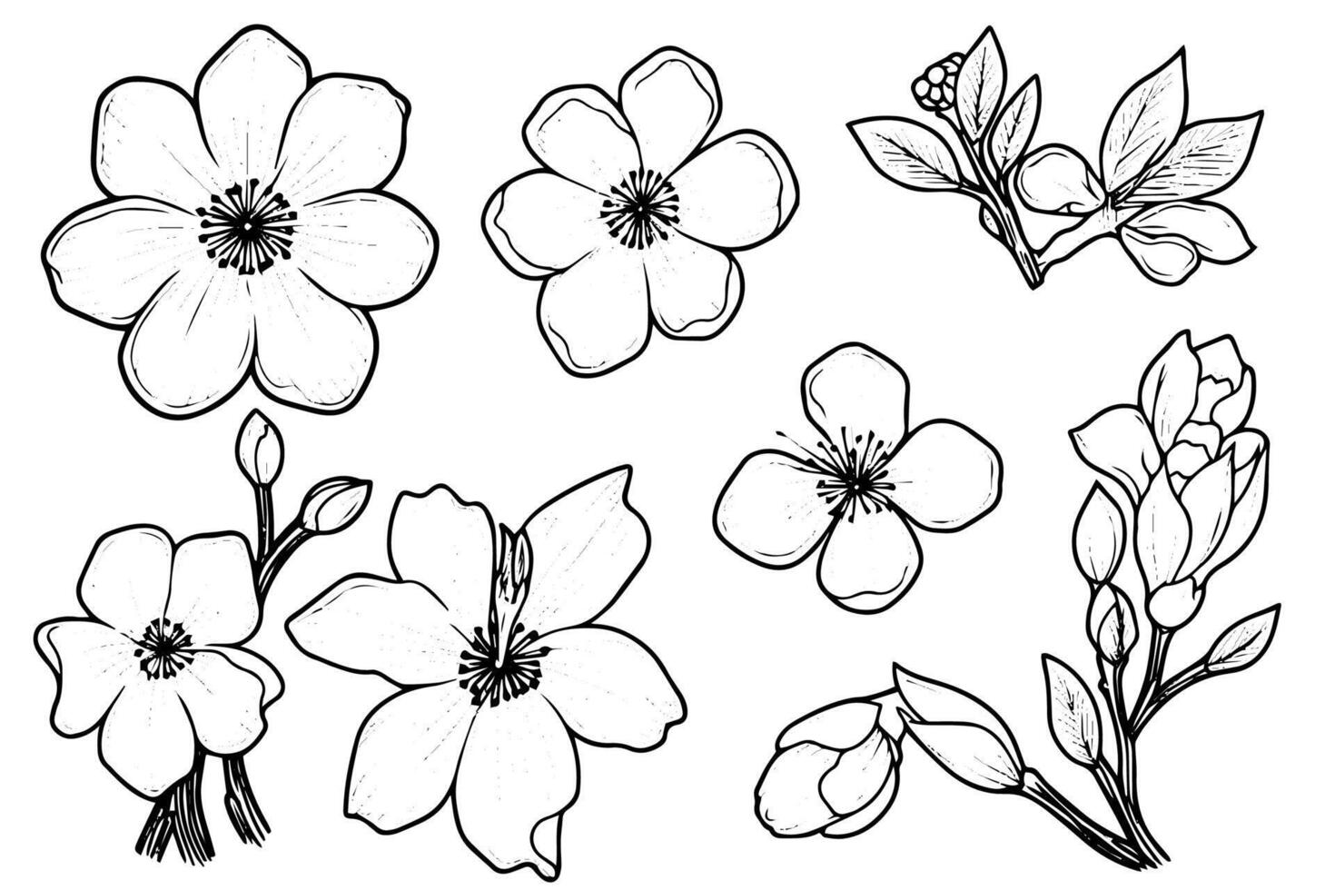 Sakura flower set hand drawn ink sketch. Engraved style illustration. vector