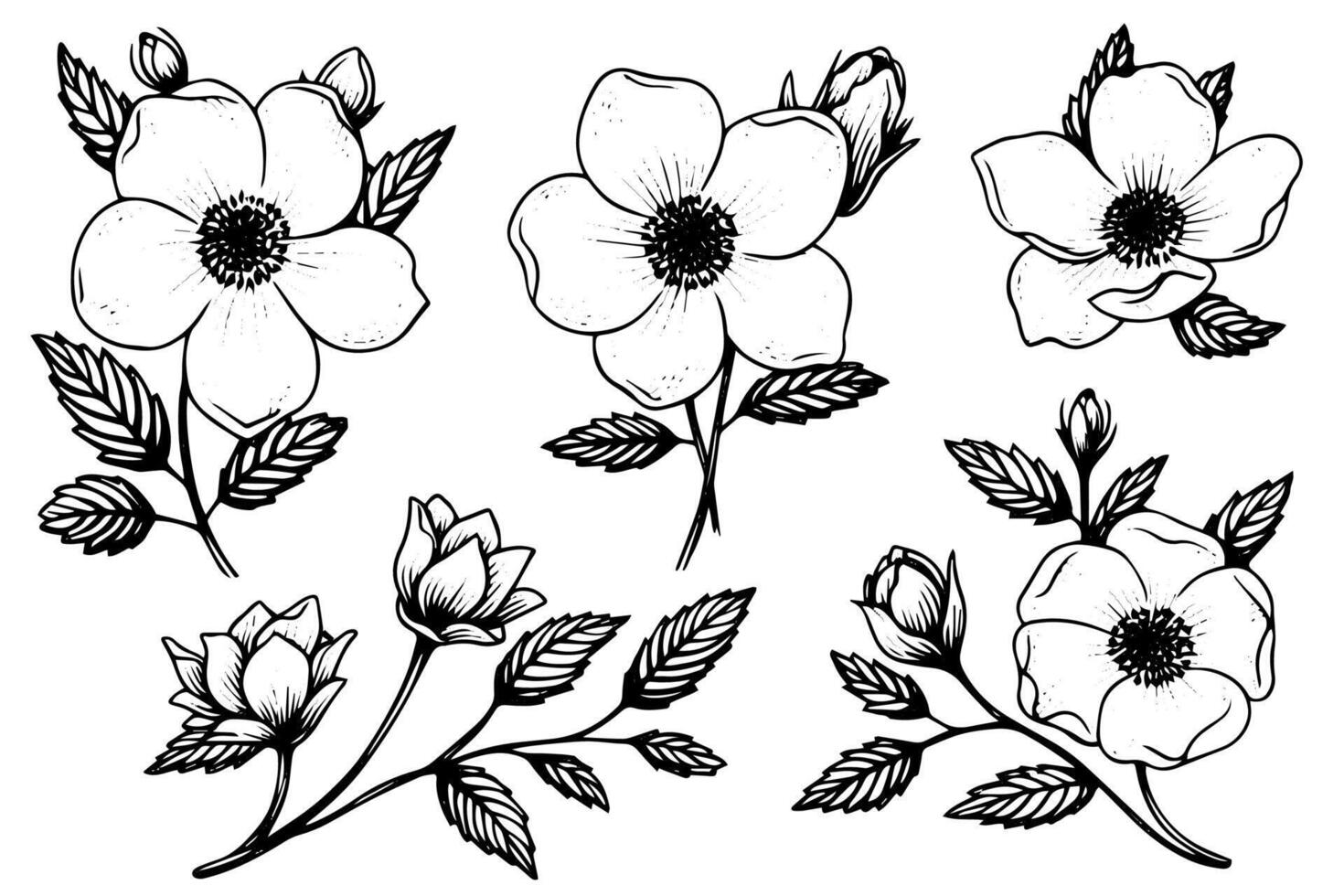 Rosa canina flower hand drawn ink sketch. Engraving style illustration. vector
