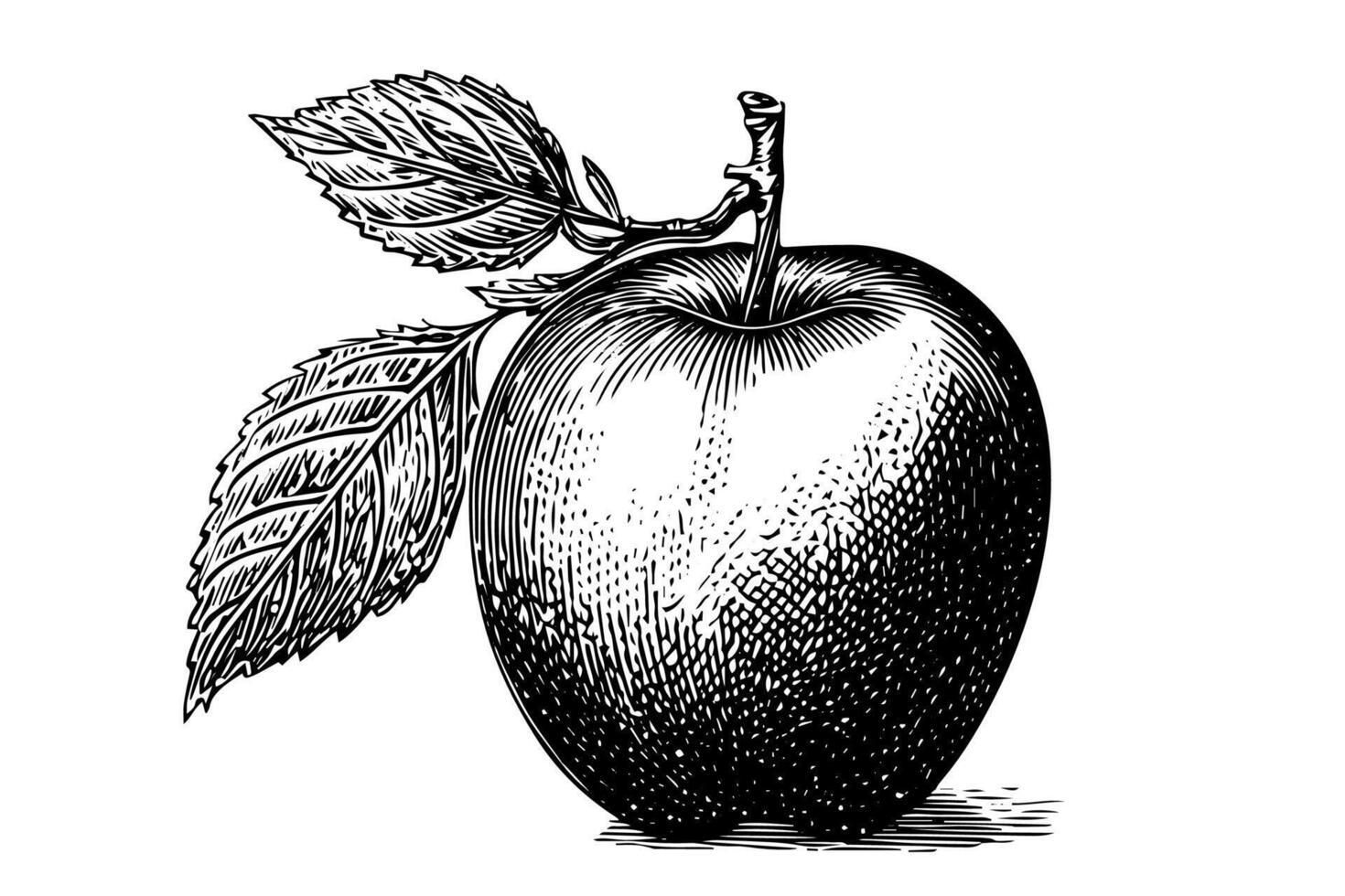 Apple fruit hand drawn ink sketch. Engraved style illustration. vector