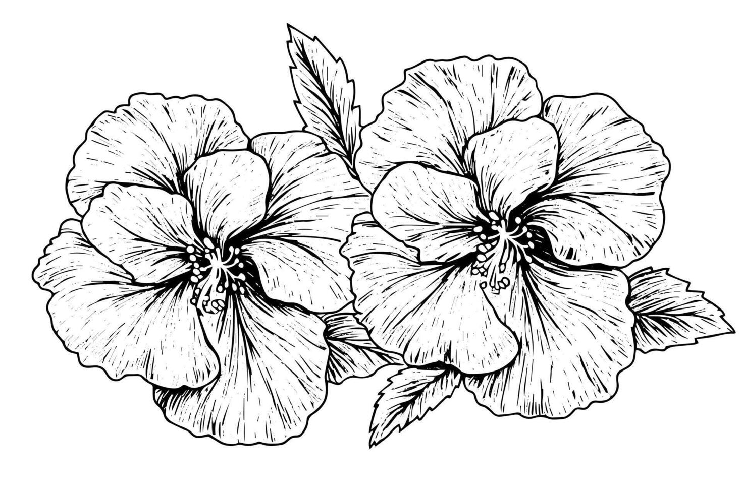 Hibiscus flower hand drawn ink sketch. Engraved style illustration. vector