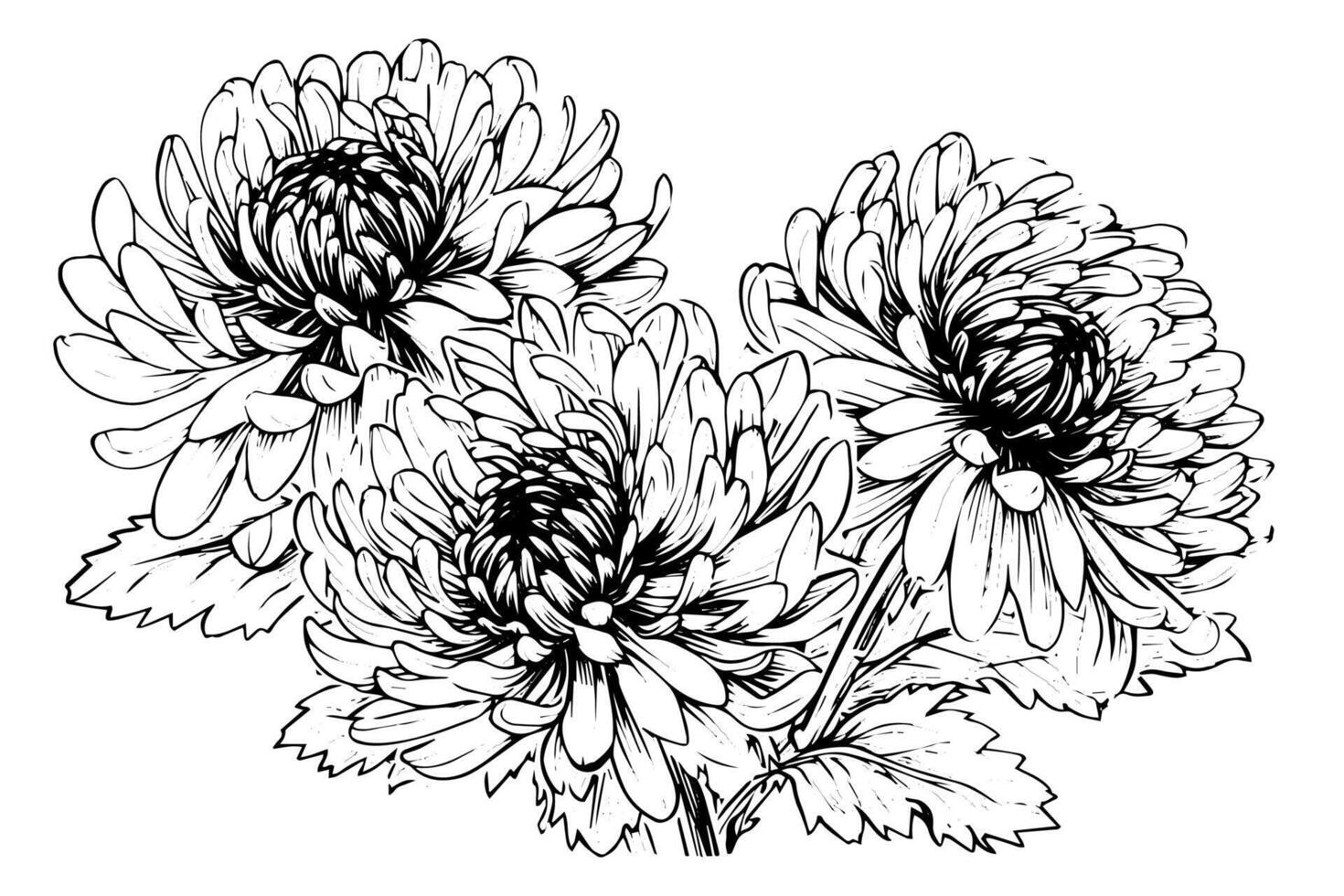 Hand drawn ink sketch of chrysanthemum. Illustration in engraving vintage style. vector
