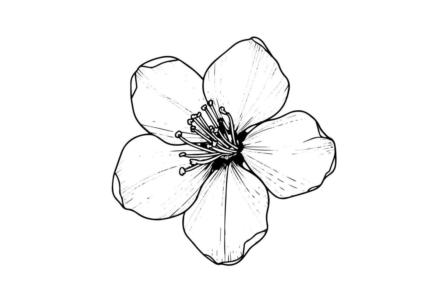 Cherry blossom hand drawn ink sketch. Sakura in engraving style illustration. vector
