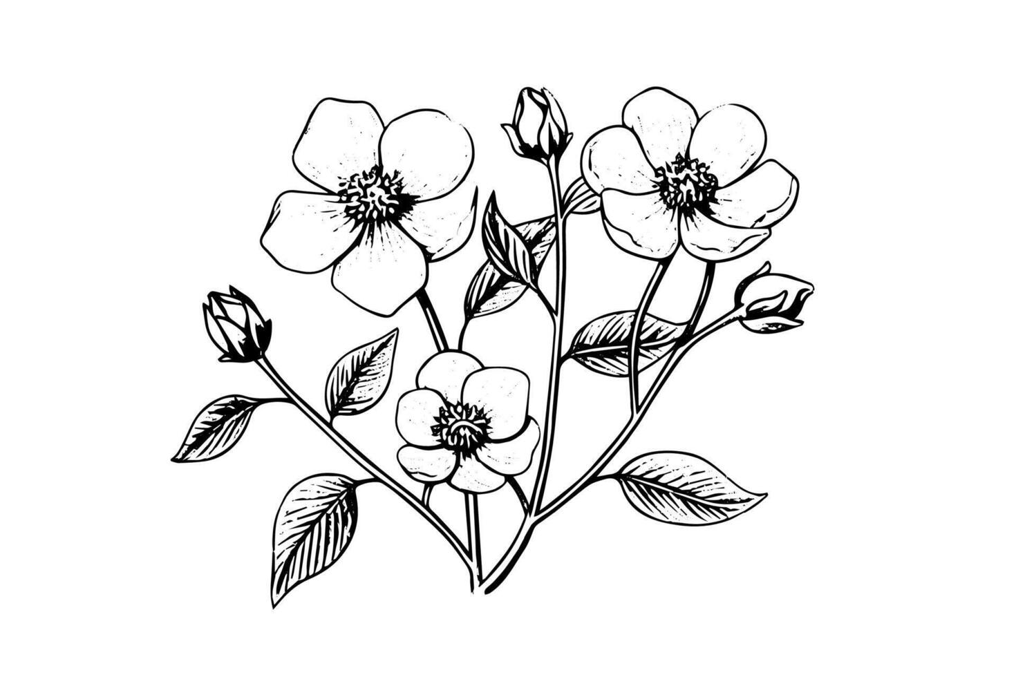 Rosa canina flower hand drawn ink sketch. Engraving style illustration. vector