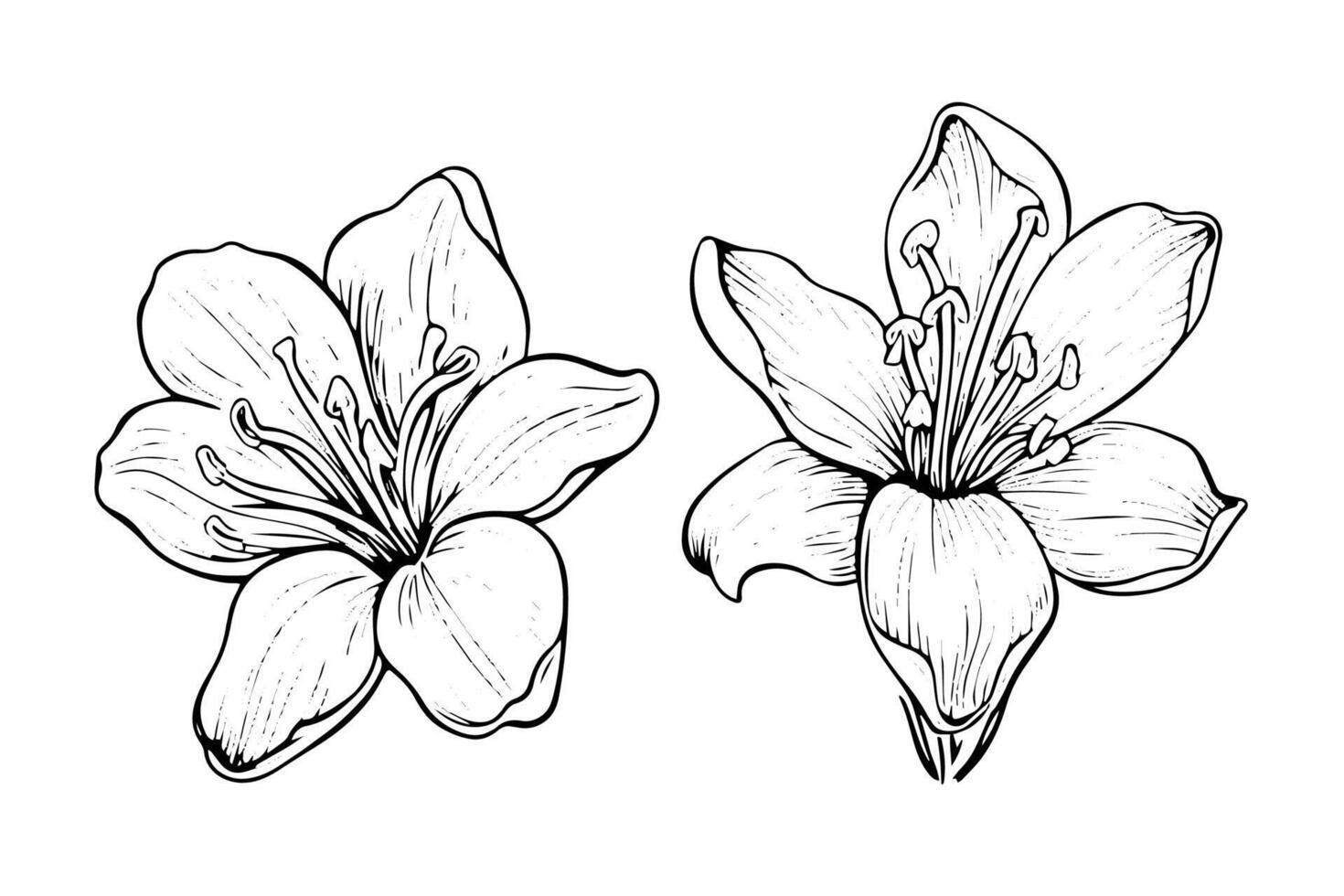 Saffron or crocus hand drawn ink sketch. Illustration in engraving vintage style. vector