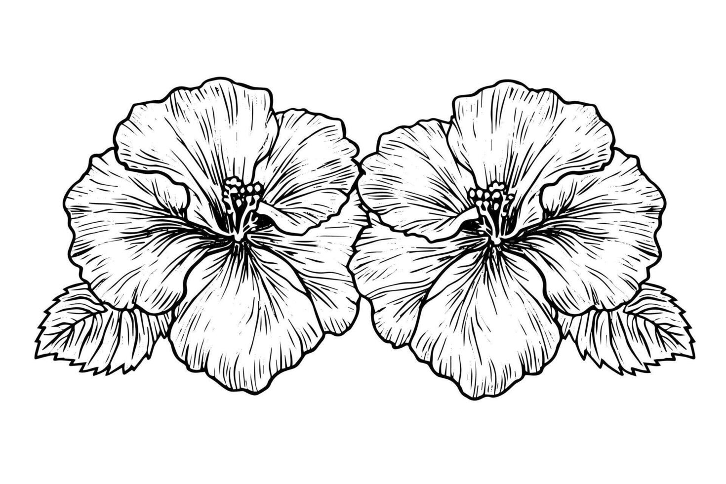 Hibiscus flower hand drawn ink sketch. Engraved style illustration. vector