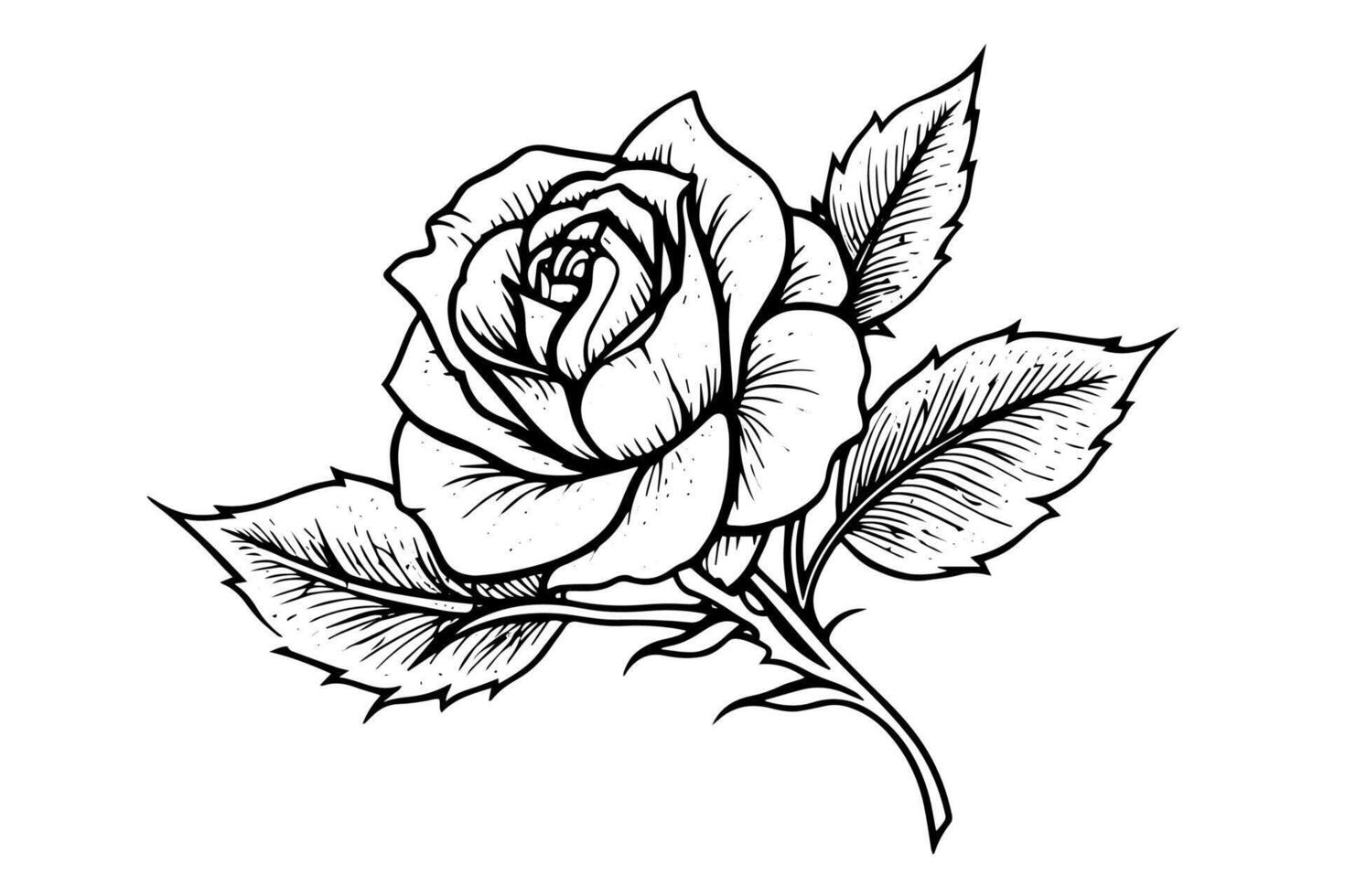 Elegant Rose. Vintage simple line art. Hand drawn ink sketch. Engraving illustration. vector