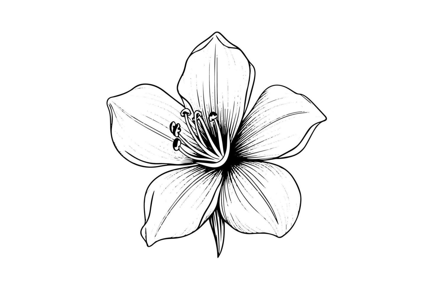 Saffron or crocus hand drawn ink sketch. Illustration in engraving vintage style. vector