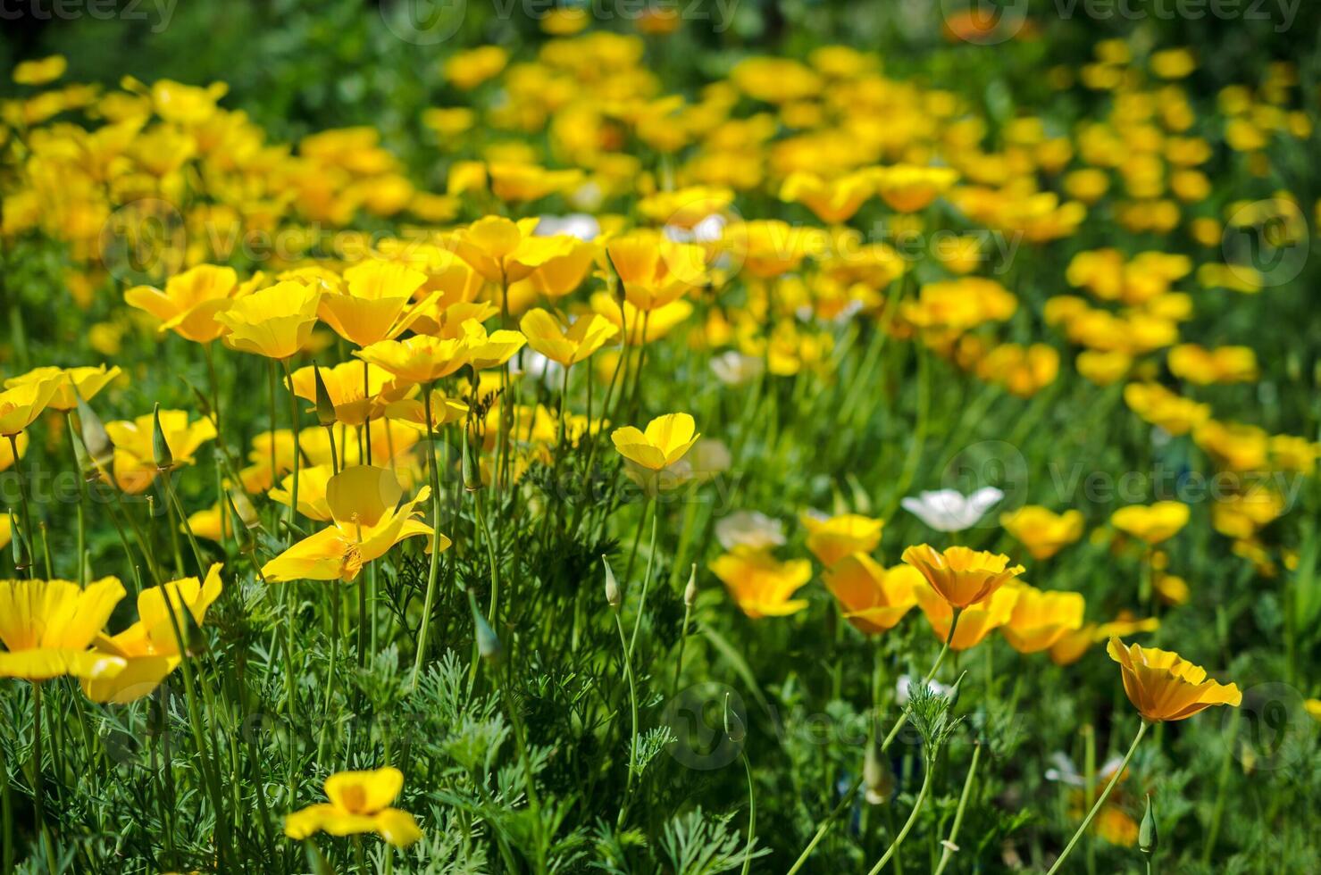 California poppy flowers photo